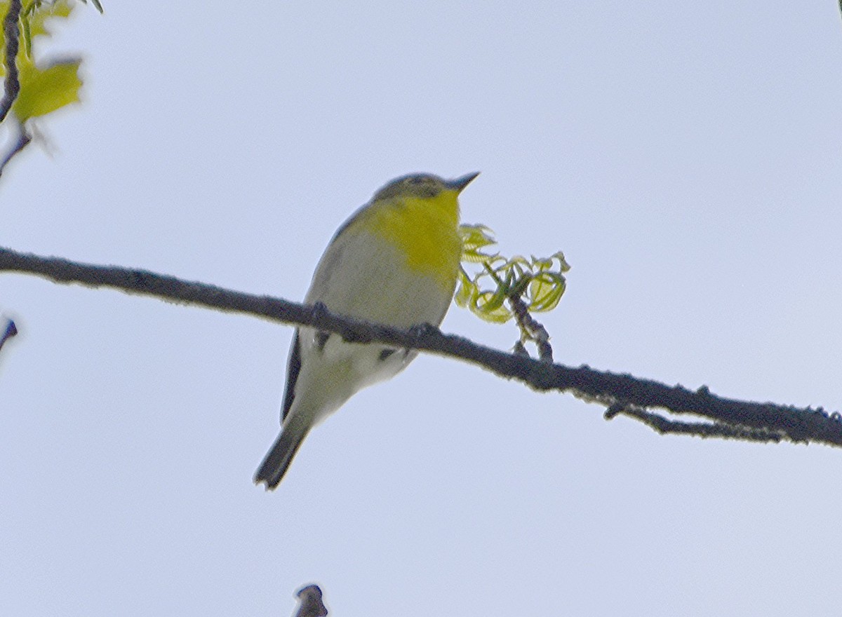 Yellow-throated Vireo - Scott Jackson