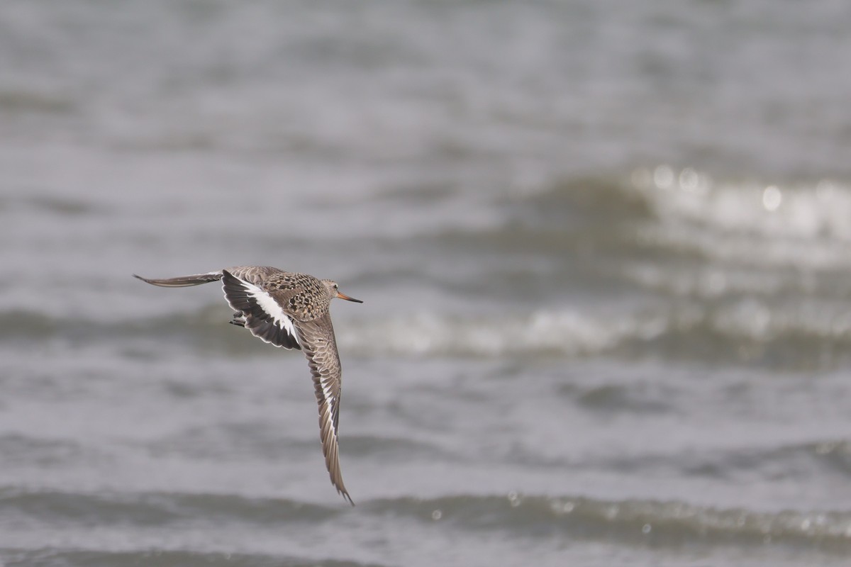 Hudsonian Godwit - ML618217550