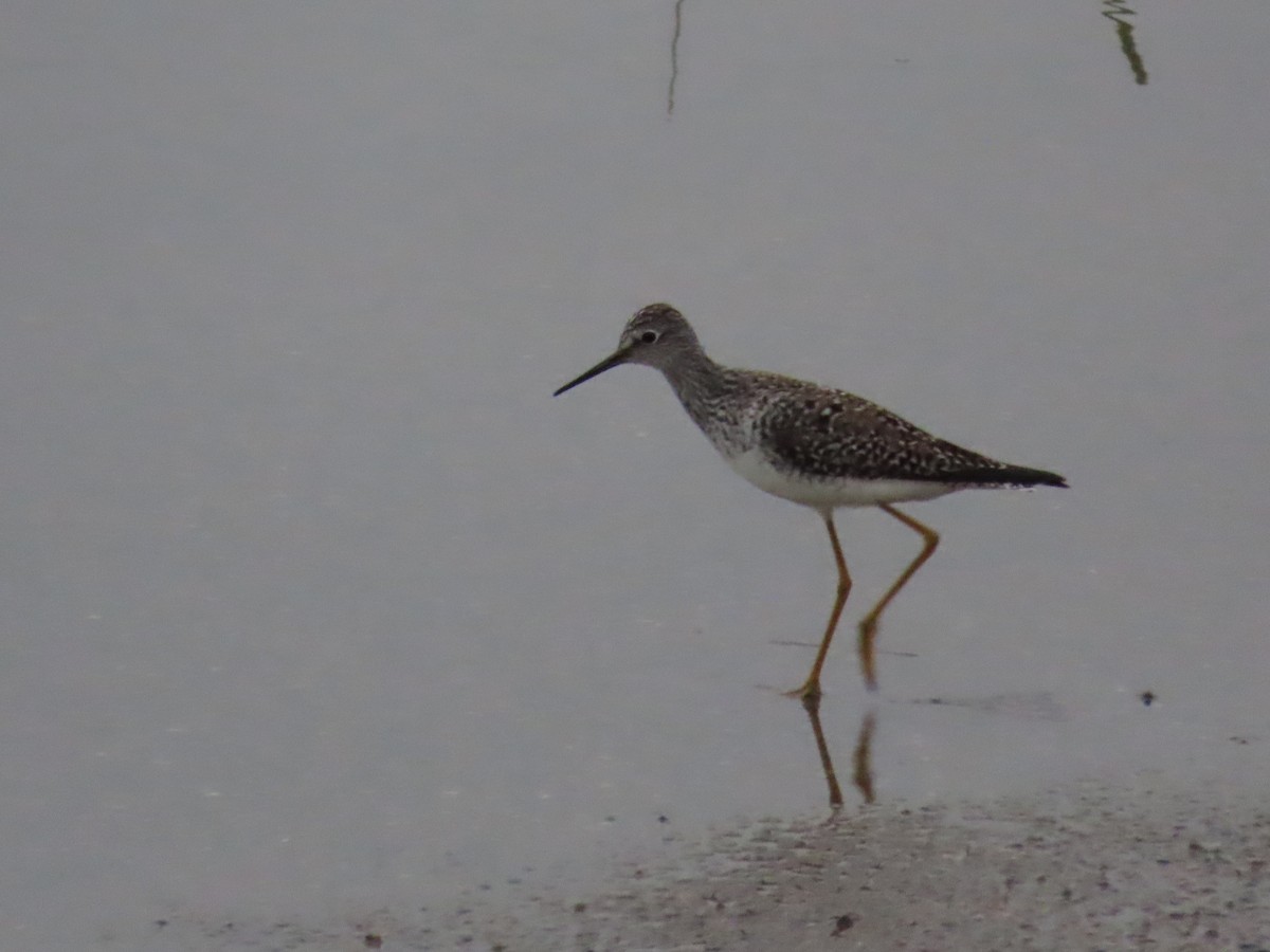 Lesser Yellowlegs - ML618217558