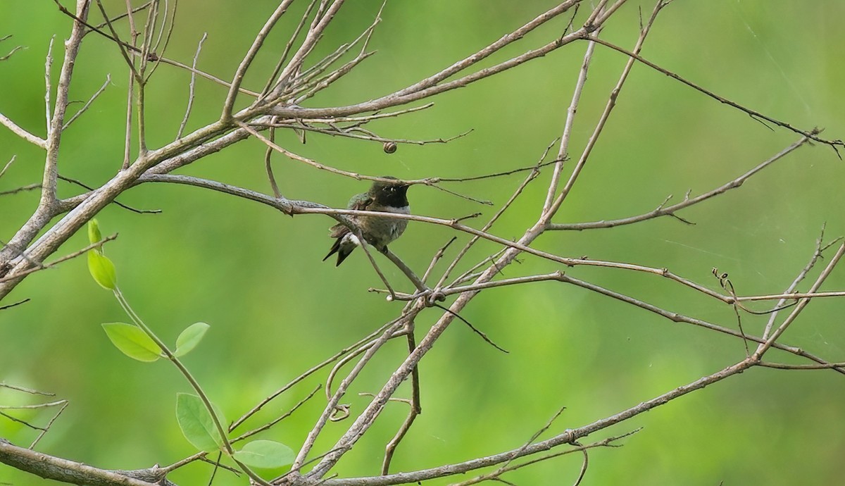 Ruby-throated Hummingbird - Jane Mygatt