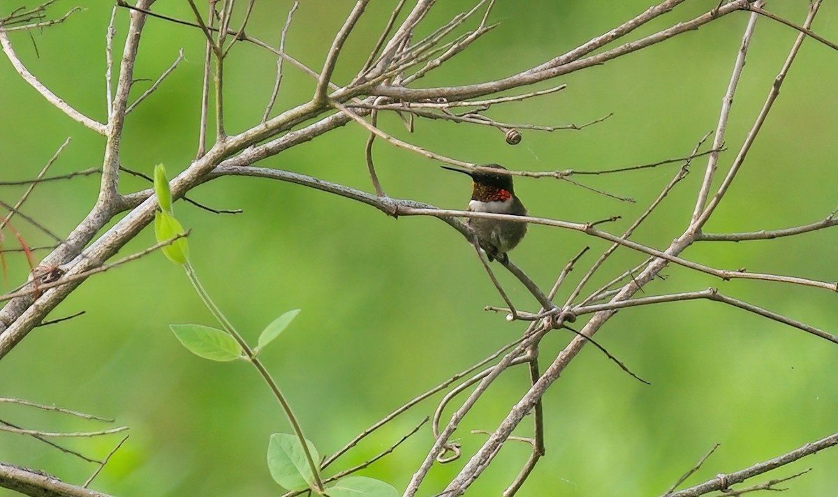Ruby-throated Hummingbird - Jane Mygatt