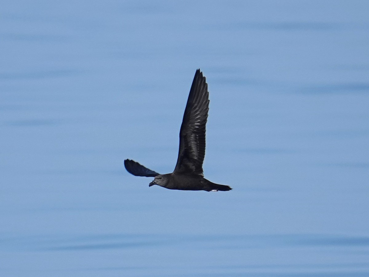 Jouanin's Petrel - ML618217610