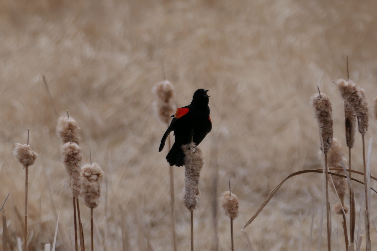 Red-winged Blackbird - ML618217624
