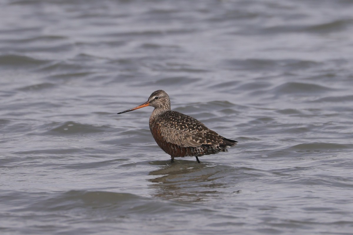 Hudsonian Godwit - ML618217626