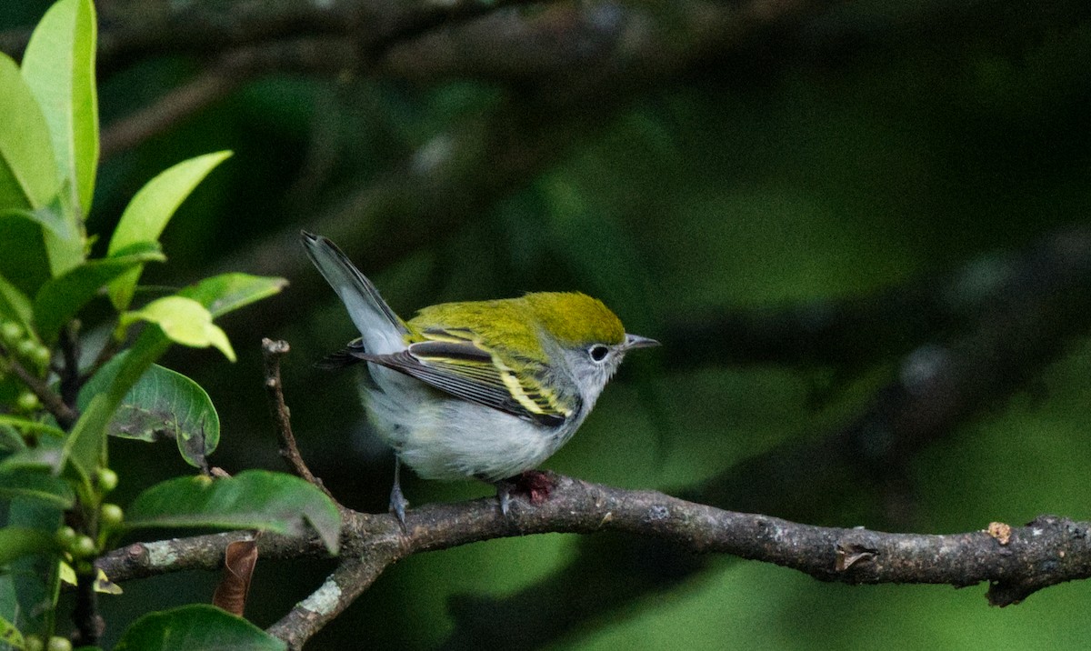 Chestnut-sided Warbler - Travis Vance