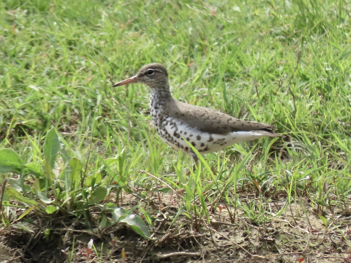 Spotted Sandpiper - Gerry Hawkins