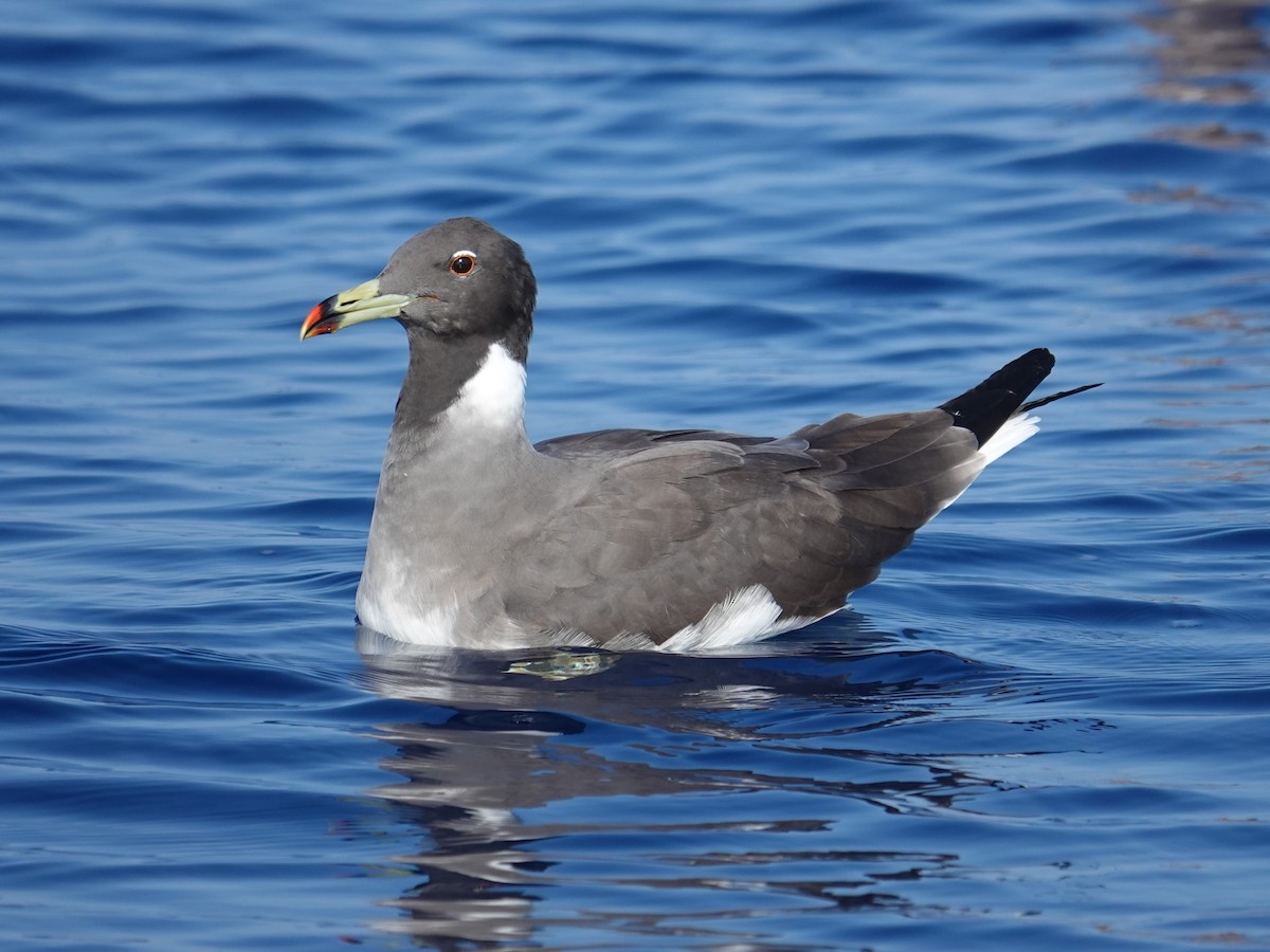 Sooty Gull - Steve Kornfeld