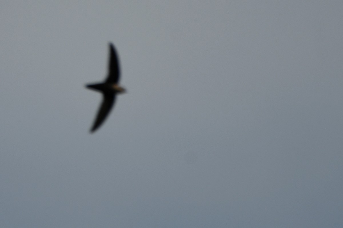 Chimney Swift - Kevin Smith