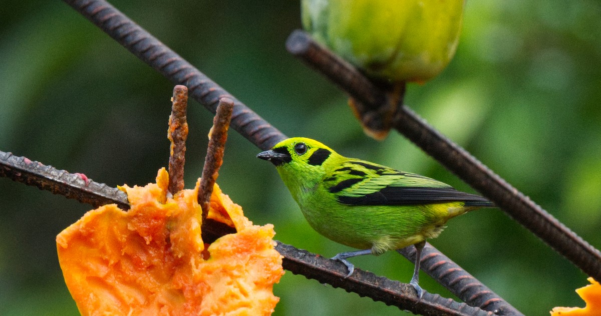 Emerald Tanager - Travis Vance