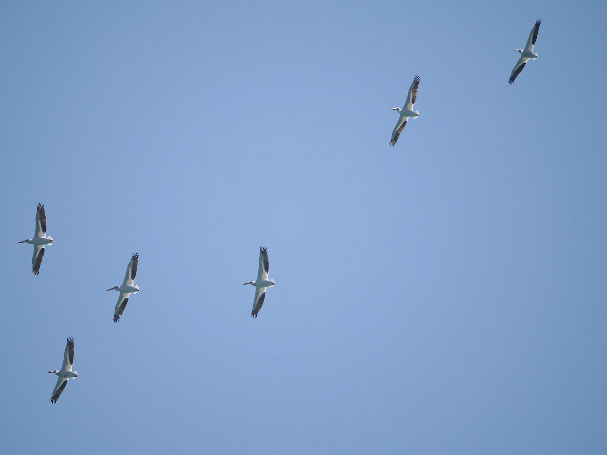 American White Pelican - ML618217714