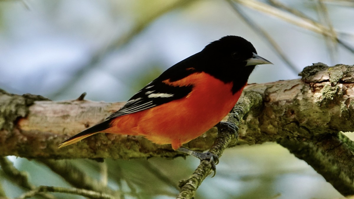 Baltimore Oriole - Tom Shepard