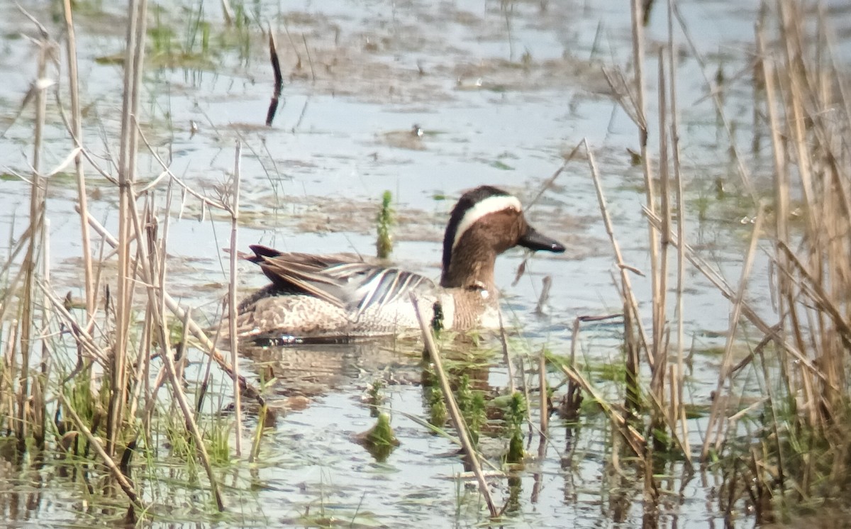 Garganey - ML618217721