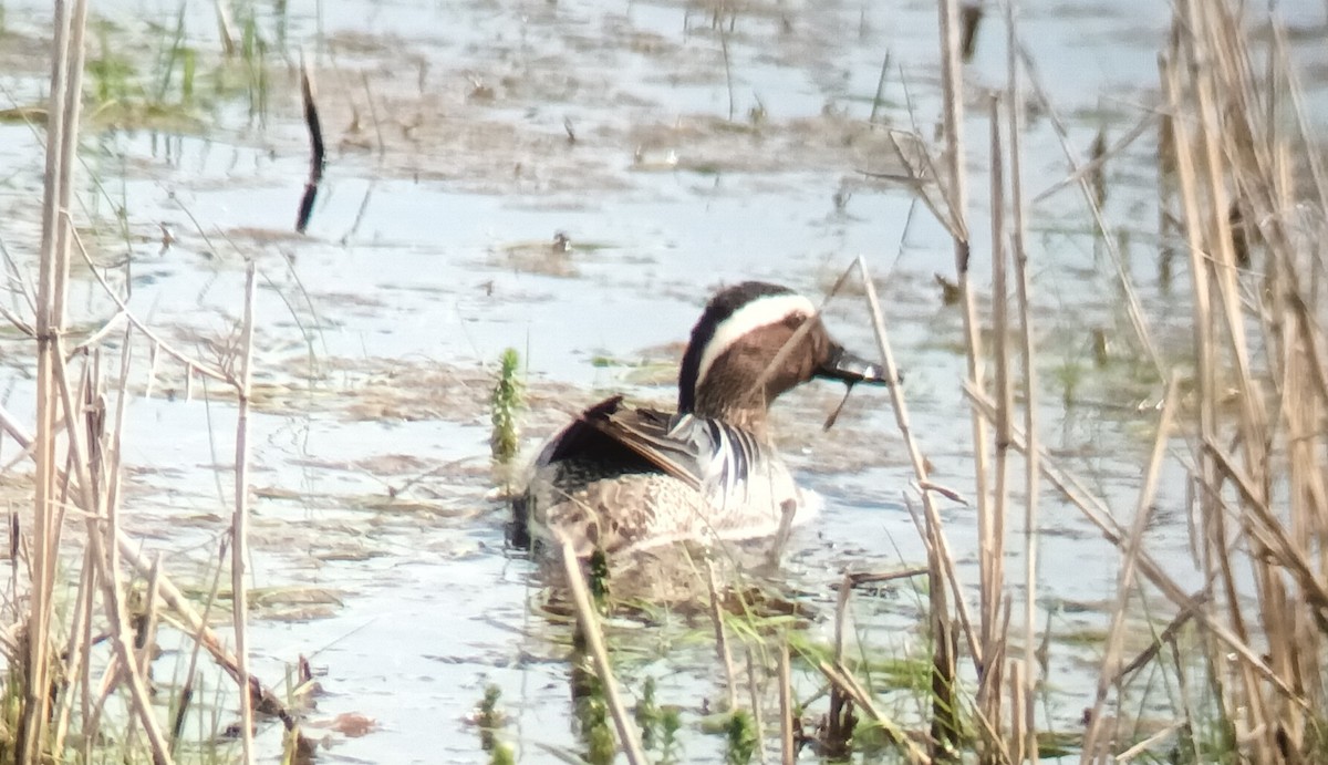 Garganey - ML618217722