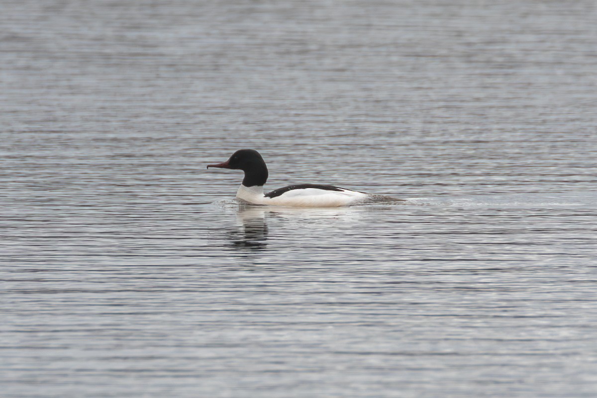 Common Merganser (Eurasian) - Mark Maddock