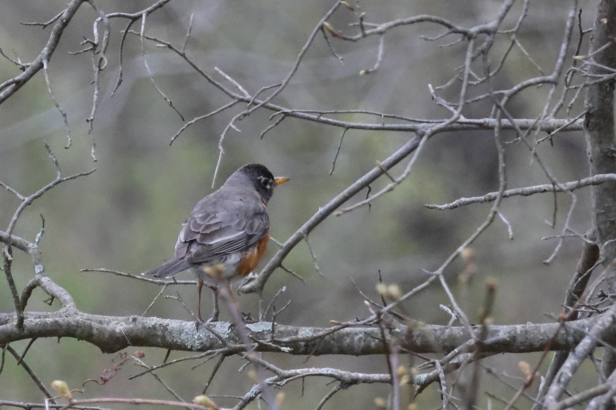 American Robin - Larry Therrien