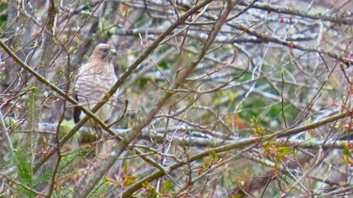 Broad-winged Hawk - Ian Lynch