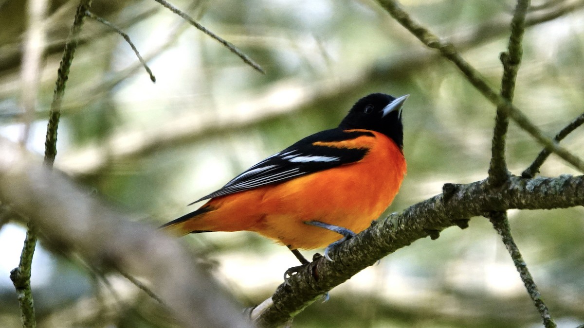 Baltimore Oriole - Tom Shepard