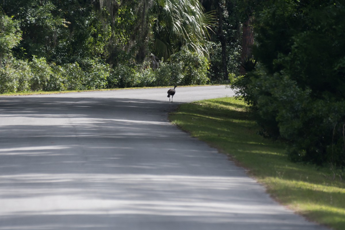 Wild Turkey - ML618217780