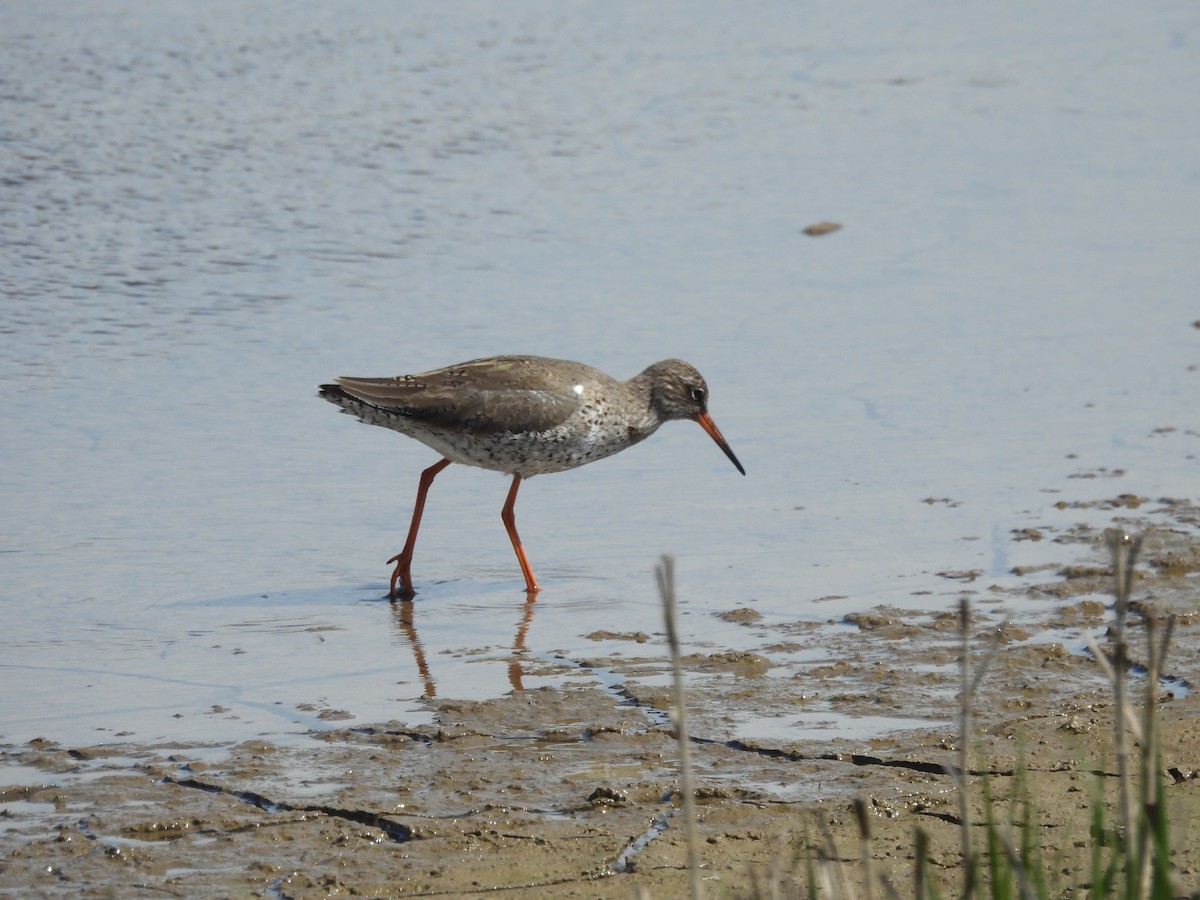 Common Redshank - Mark Smiles