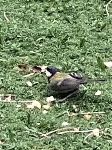 Great Tit - Laura Forrest