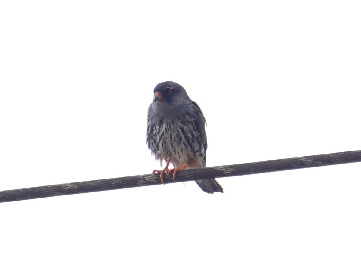 Amur Falcon - Steve Kornfeld