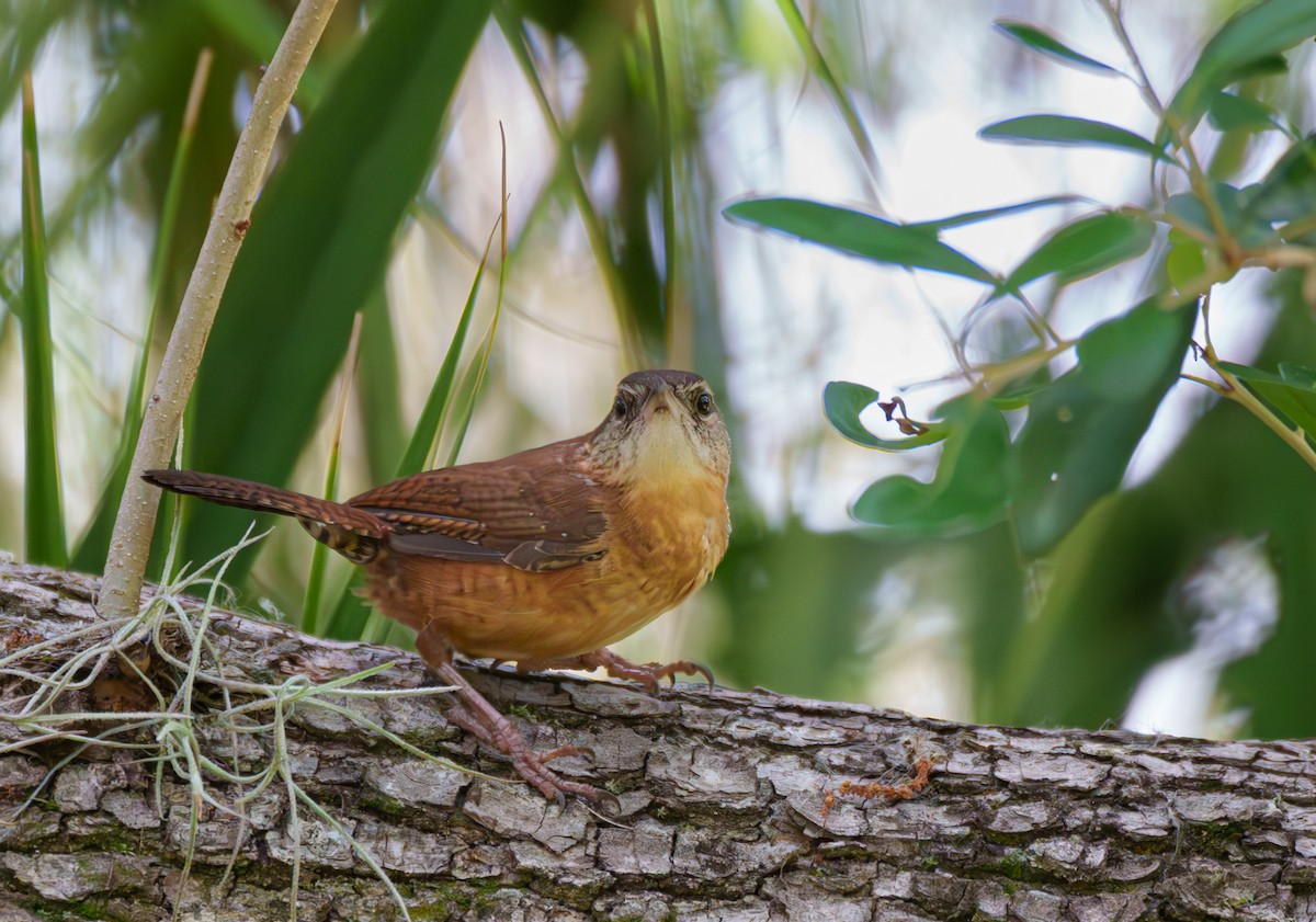 Carolina Wren - Tom Litteral