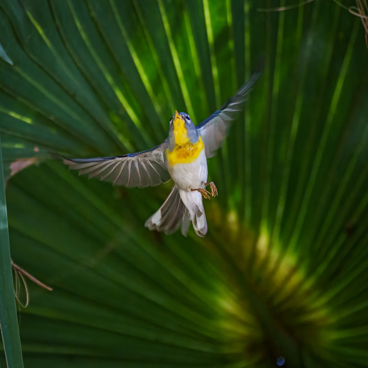 Northern Parula - Tom Litteral