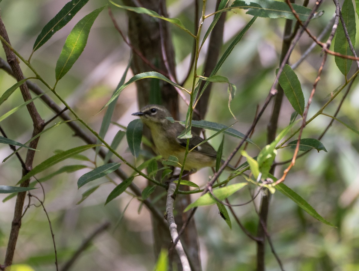 Black-throated Blue Warbler - Tom Litteral