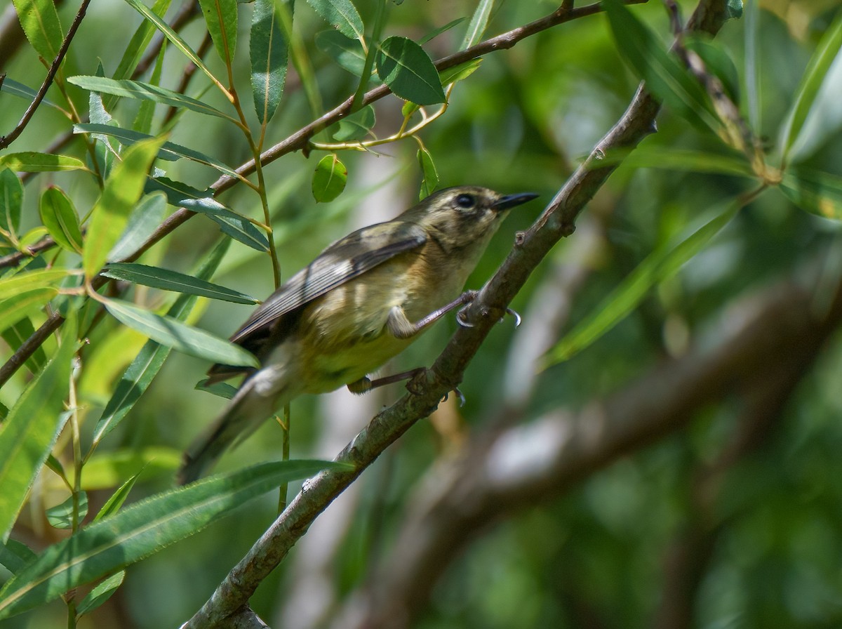 Black-throated Blue Warbler - Tom Litteral