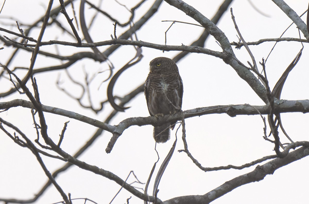 Asian Barred Owlet - Antonio Ceballos Barbancho