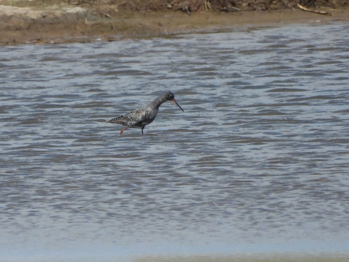 Spotted Redshank - Mark Smiles