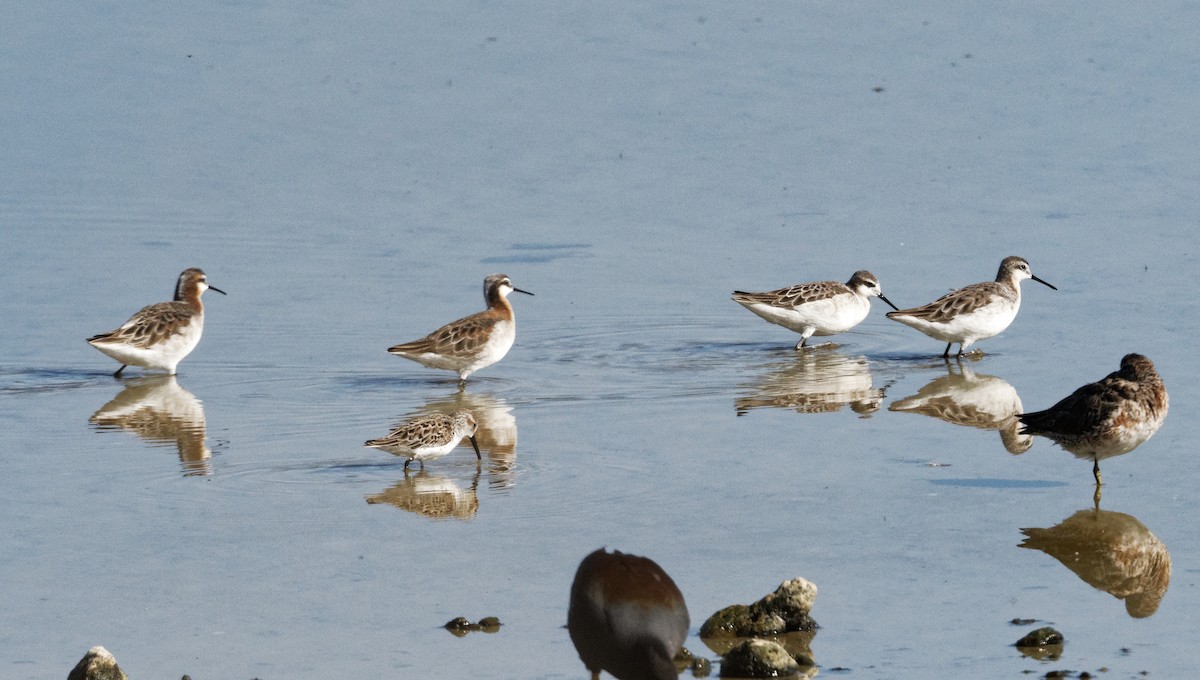 Wilson's Phalarope - ML618217835