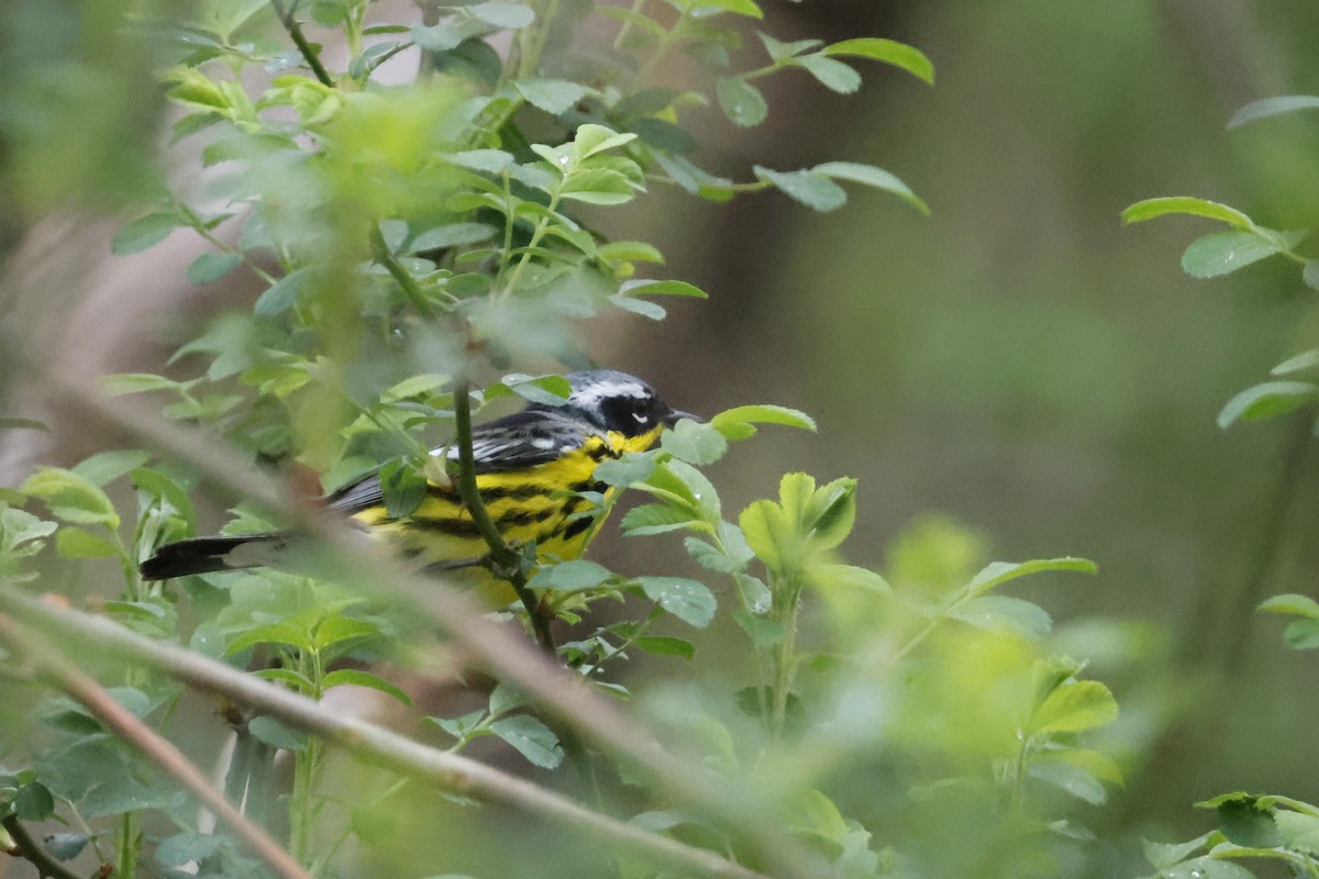 Magnolia Warbler - Larry Therrien