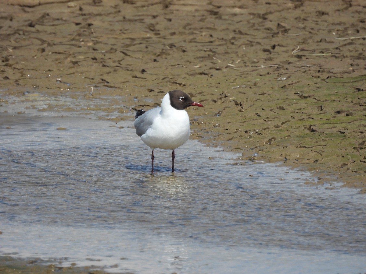 Black-headed Gull - Mark Smiles