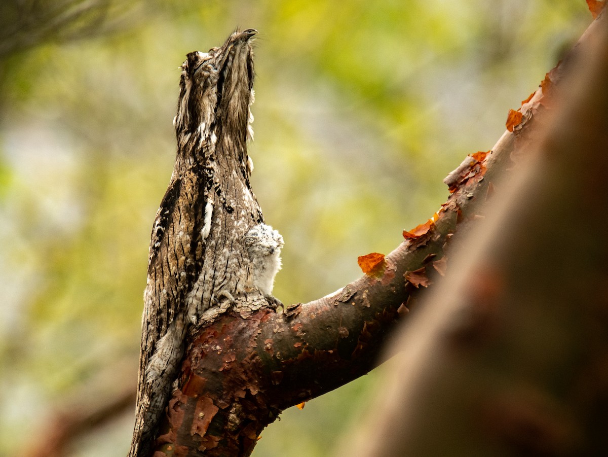 Northern Potoo - Leonardo Guzmán (Kingfisher Birdwatching Nuevo León)