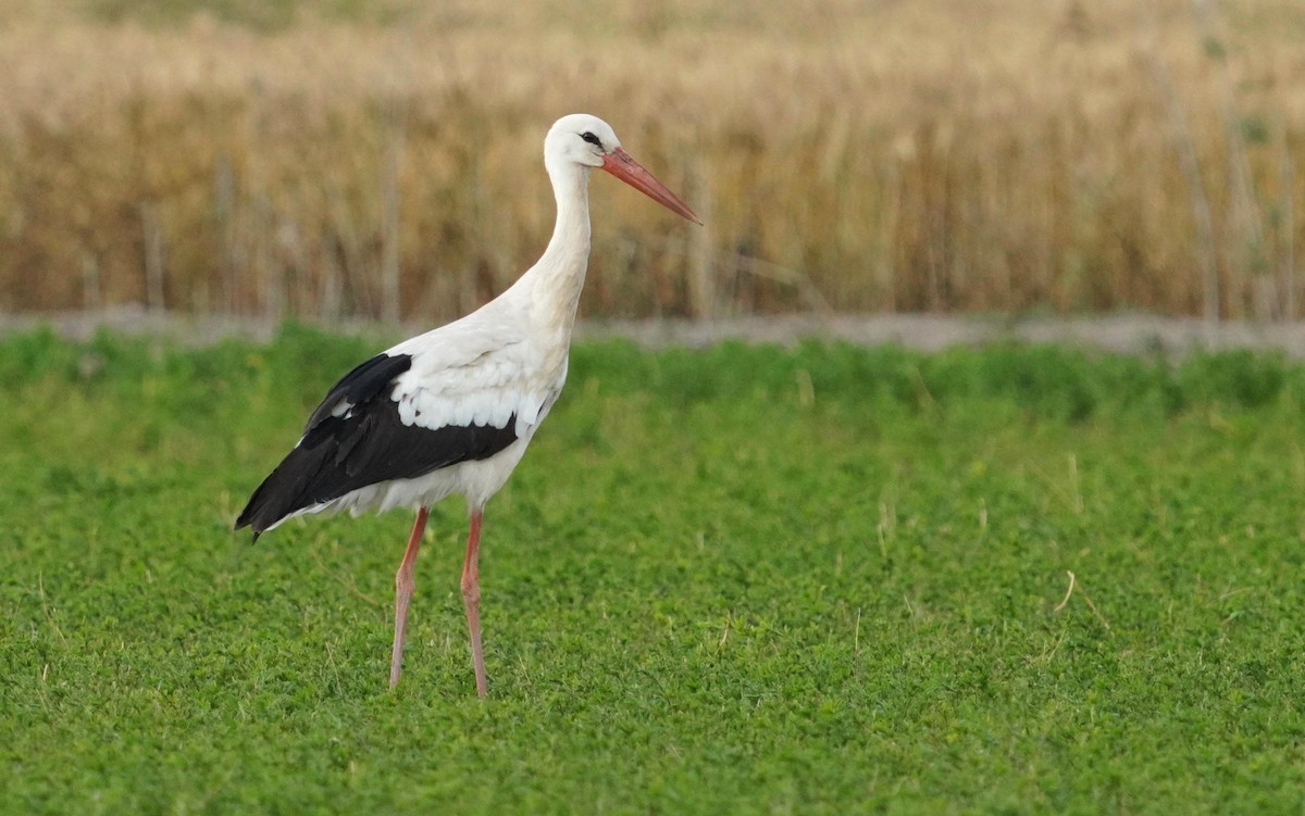 White Stork - ML618217888