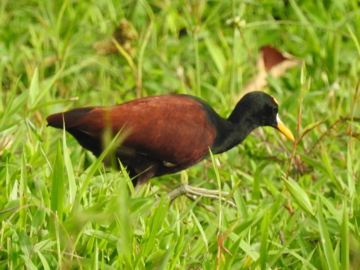 Northern Jacana - Daniel Garrigues