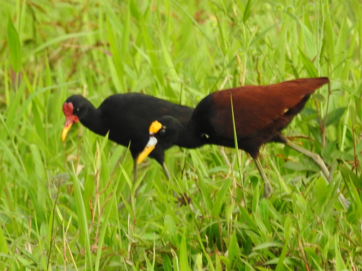 Northern Jacana - Daniel Garrigues