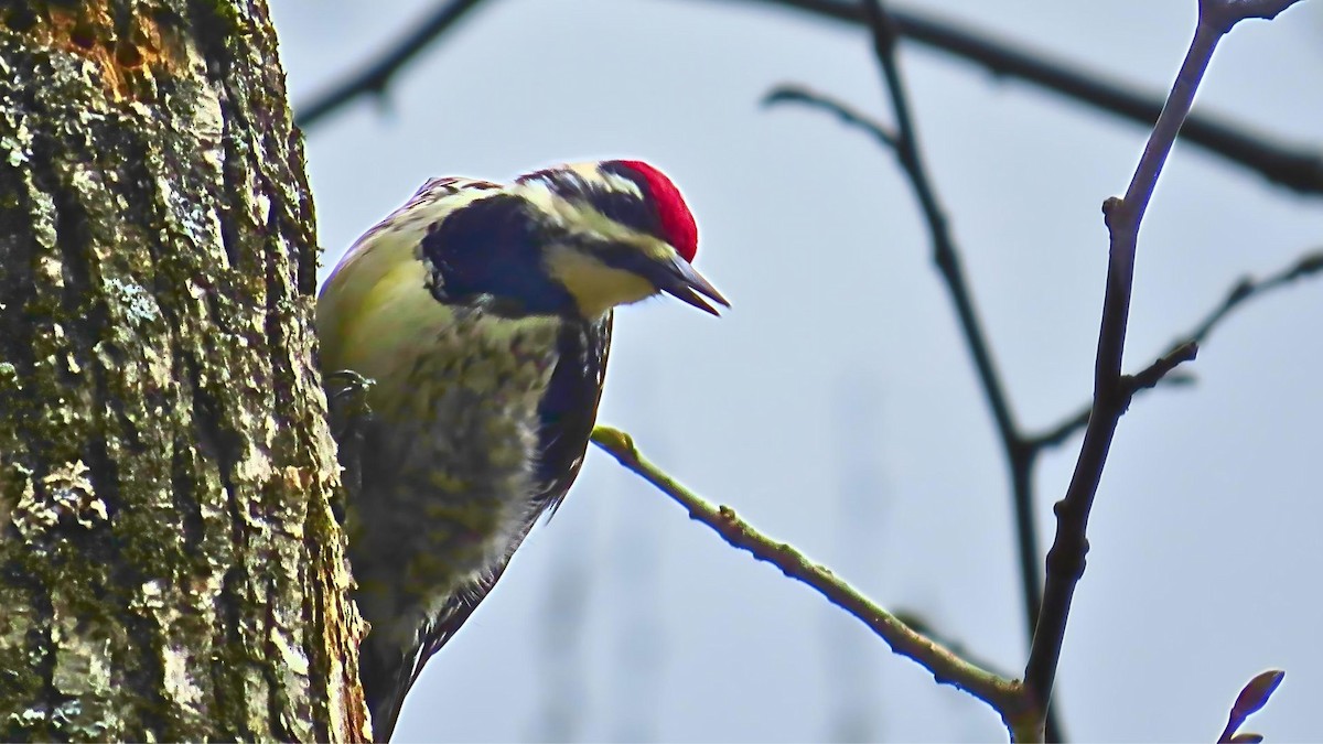 Yellow-bellied Sapsucker - Ian Lynch