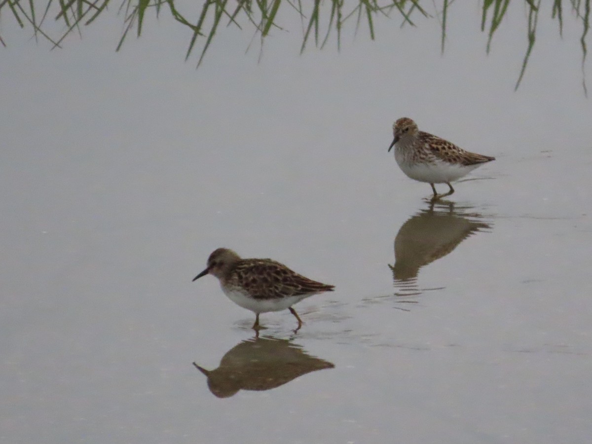 Least Sandpiper - David Huff