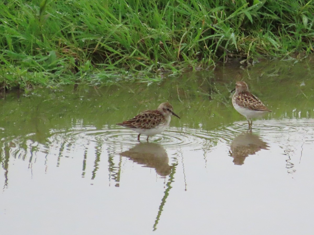 Least Sandpiper - ML618217907