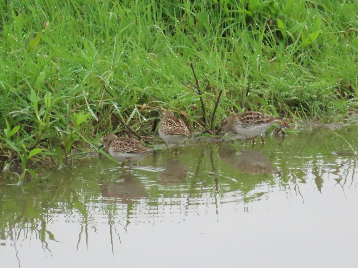 Least Sandpiper - ML618217909