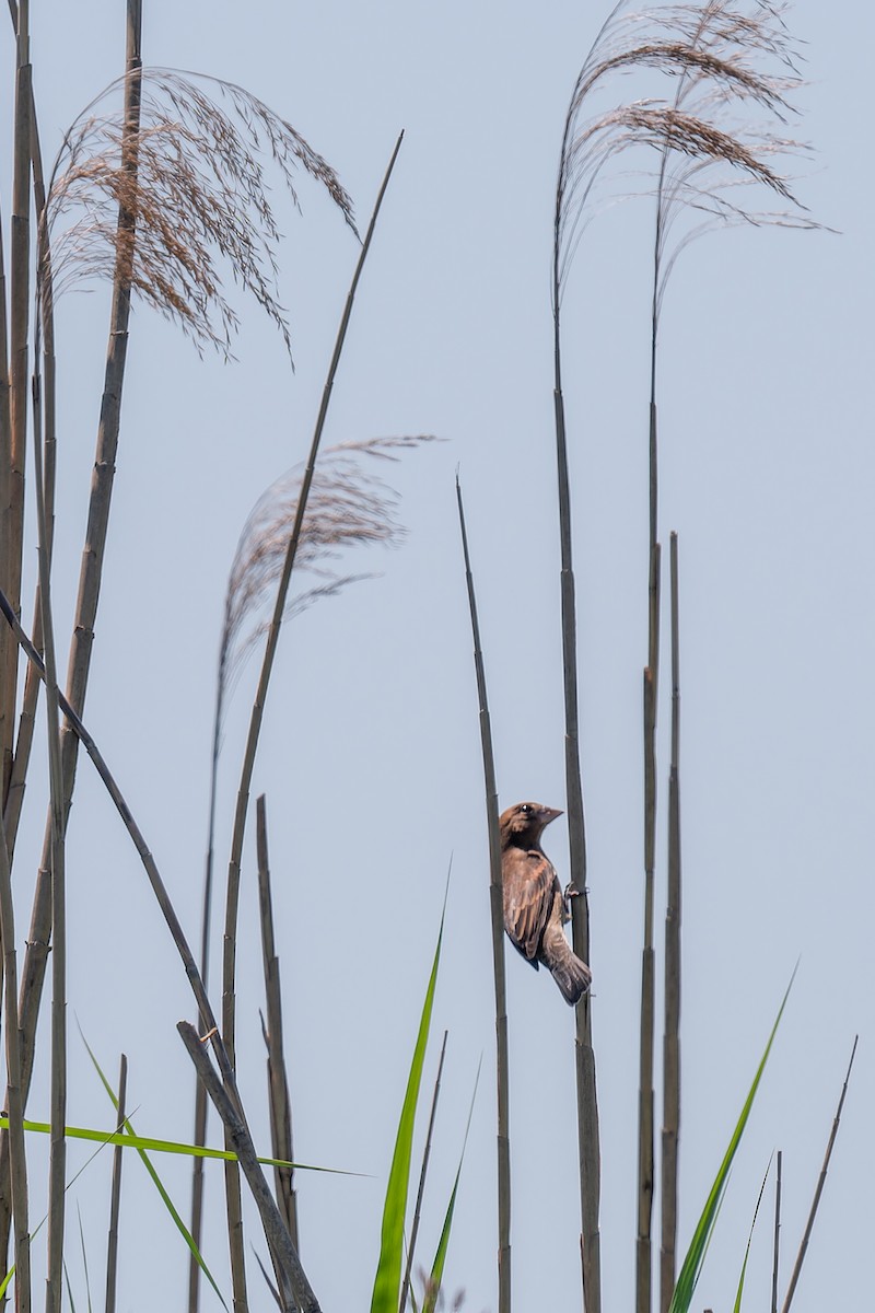 Blue Grosbeak - Edward Salo