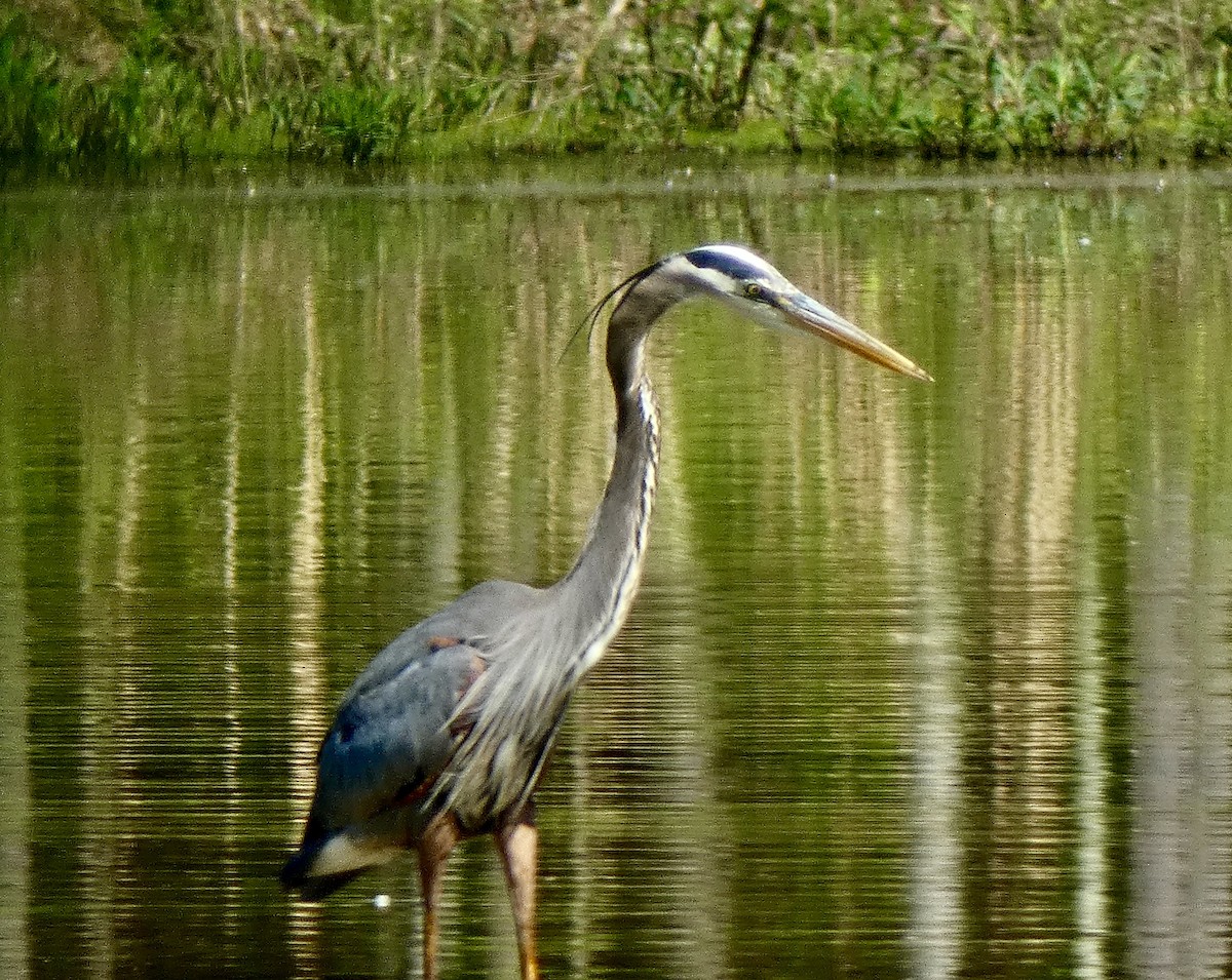 Great Blue Heron - Connee Chandler