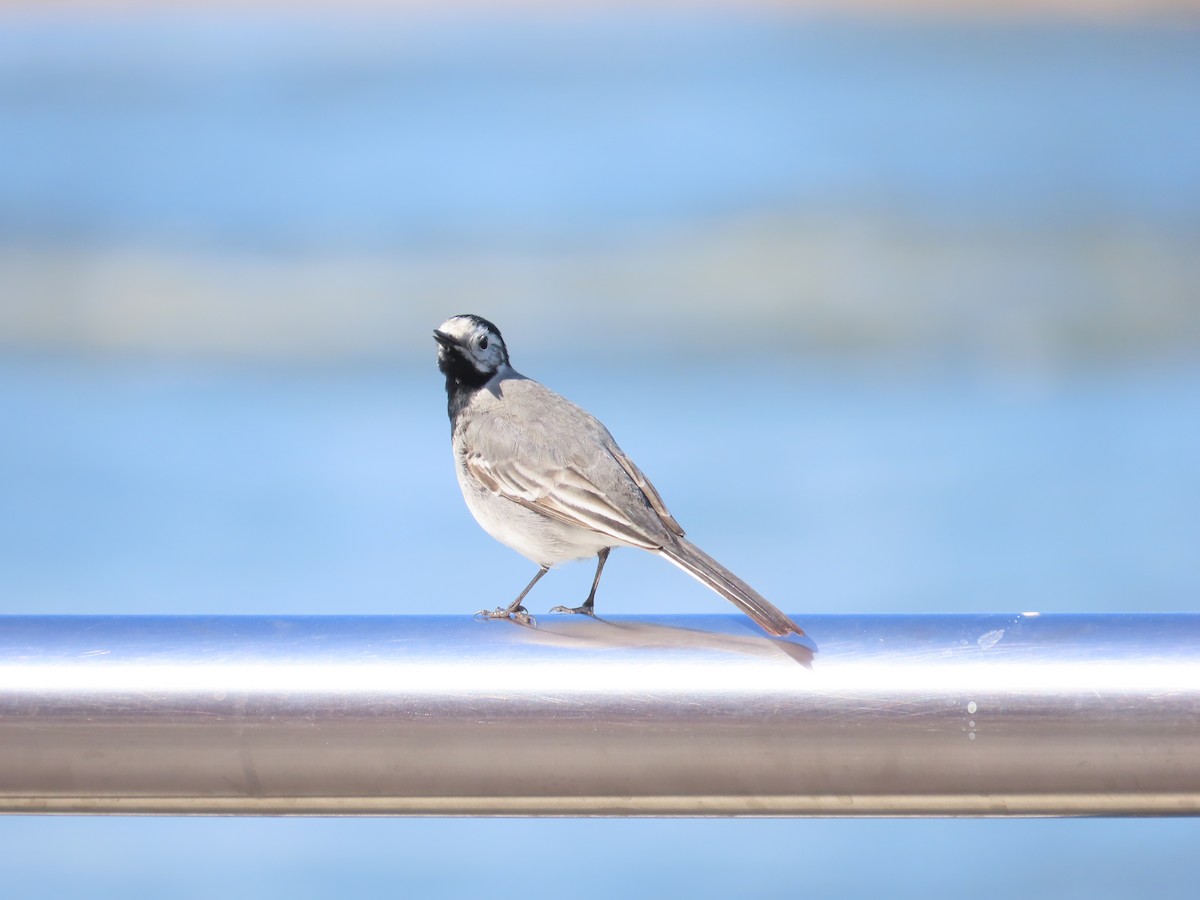 konipas bílý (ssp. alba/dukhunensis) - ML618217920