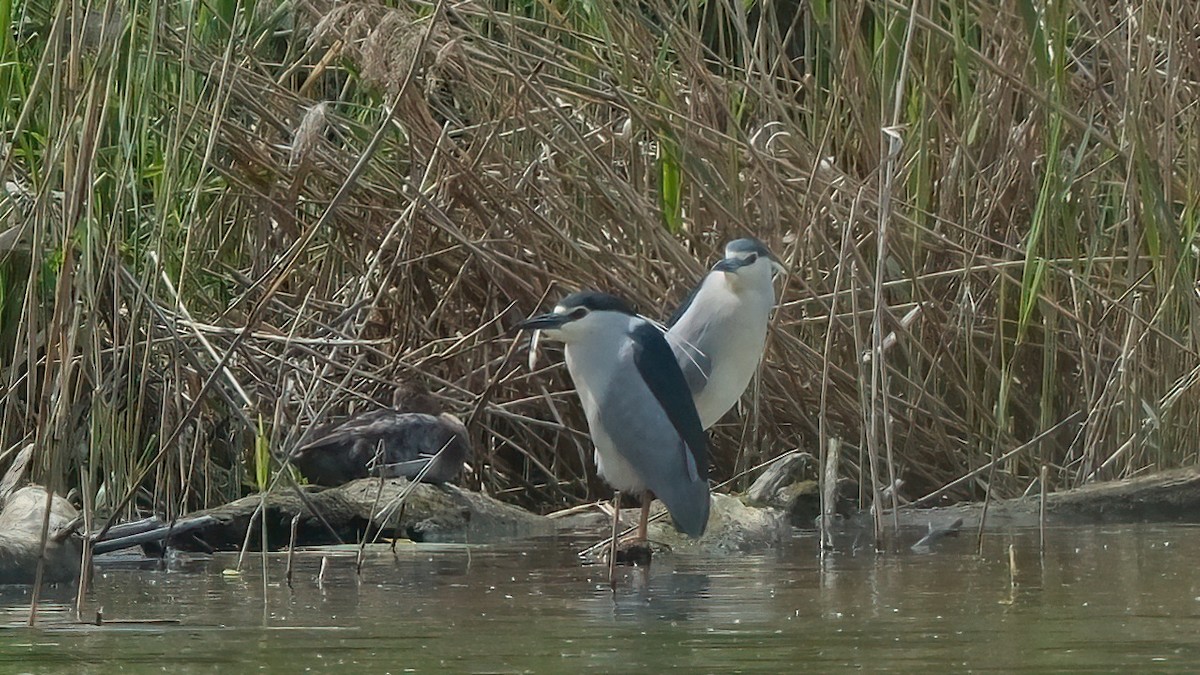 Black-crowned Night Heron - Pavel Kunetek