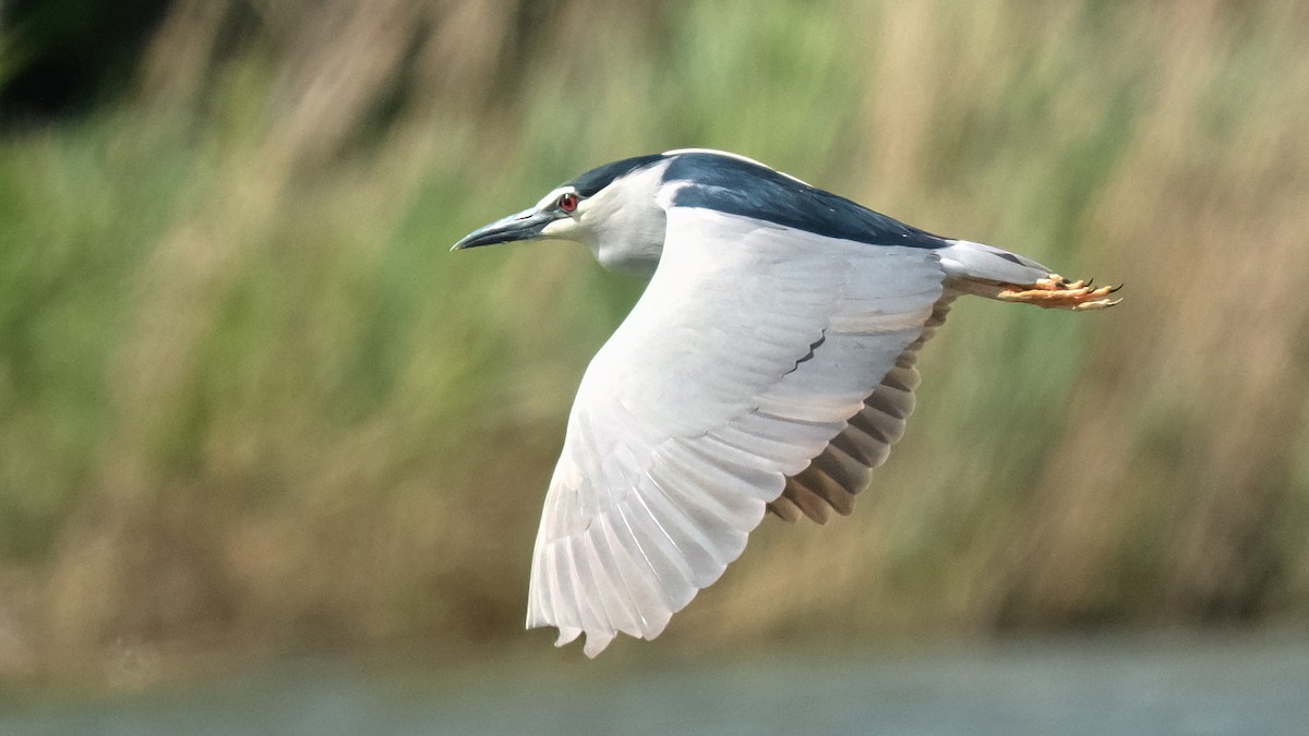 Black-crowned Night Heron - Pavel Kunetek