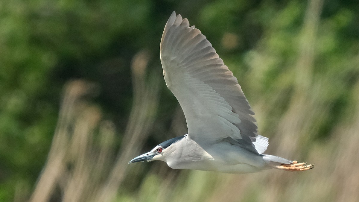 Black-crowned Night Heron - Pavel Kunetek