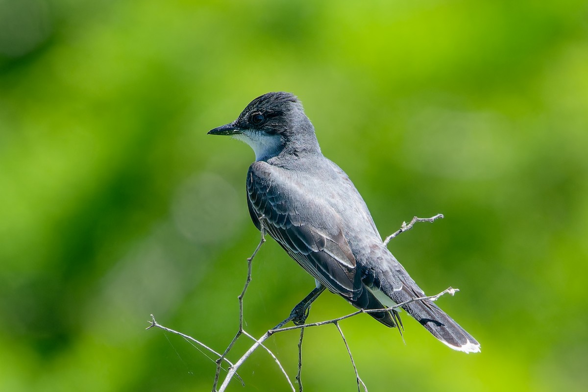 Eastern Kingbird - ML618217933