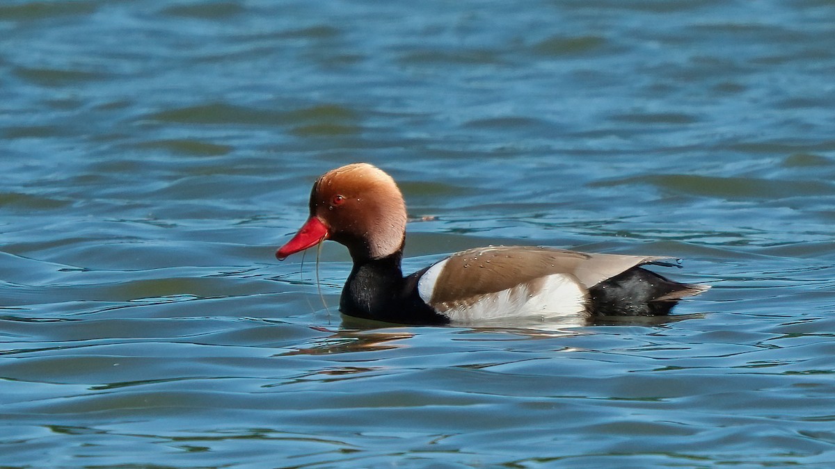 Red-crested Pochard - Pavel Kunetek